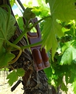 Capsule de phromone dans la vigne
