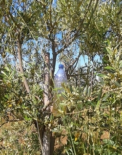 Bouteille d'ammonitrate dans un olivier