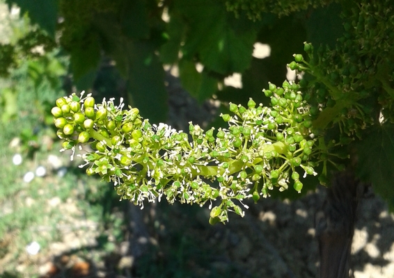 Muscat d'alexandrie_Floraison-Nouaison