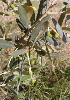 Picholine, infrieure  0.5 cm